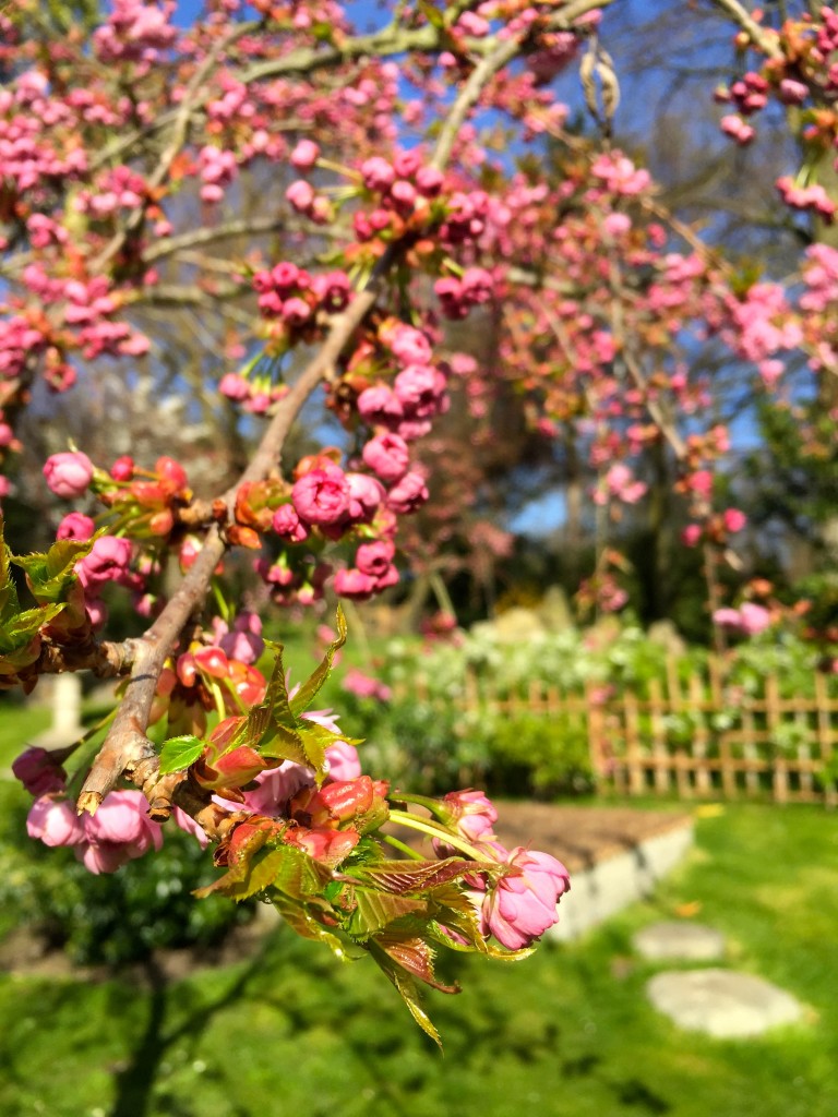 Holland-Park-Kyoto-Gardens-Blossom